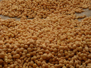 Original Gourd 5cm 10cm