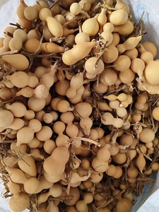 Various Shapes of Small Natural Gourds for Playing With, Including Tianjin Mouth-Shaped Mini Gourds