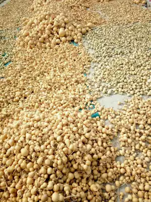 Natural various shapes mini small gourd about 5 cm 1 yuan a full 20