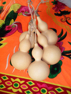 Wild Cucurbital Hyacinth Botanical Gourd 20 cm