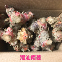 () Chaoshan specialty fresh southern ginger 15kg brine soup Shantou beef hot pot seasoning