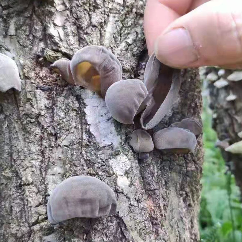 [USD 18.37] Natural Acacia Blackwood Ear Rootless Extra Small Bowl Ear