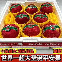 World No. 1 Big Apple Whole Box 7-9 Fresh Fruit Red Fuji Christmas Gift Christmas Eve Ping An Fruit