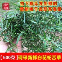 Fresh Hedyotis diffusa wild Hedyotis Chinese herbal medicine snake grass can be used with Scutellaria Barbata