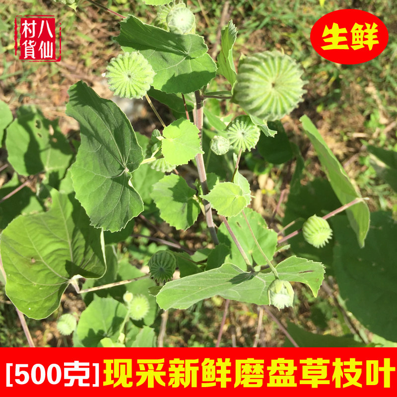 Fresh Mopan grass Now picked chrysanthemum grass Guangxi Chinese herbal medicine ear ring grass ring ear grass grinding dragon grass golden flower grass