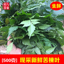 Wild Neem leaves fresh Neem leaves Chinese herbal medicine for external use boiled blisters and neem roots