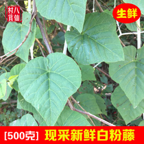 Now pick bai fen teng fresh du jiao Sapium sebiferum night the cattle Qinglong traumatic herbs mountain hu lu teng
