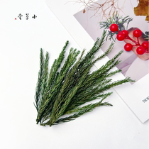 (Pine and cypress needles) dried flowers pine branches pine leaves preserved flowers greeting cards natural preserved leaves ornaments pine leaves