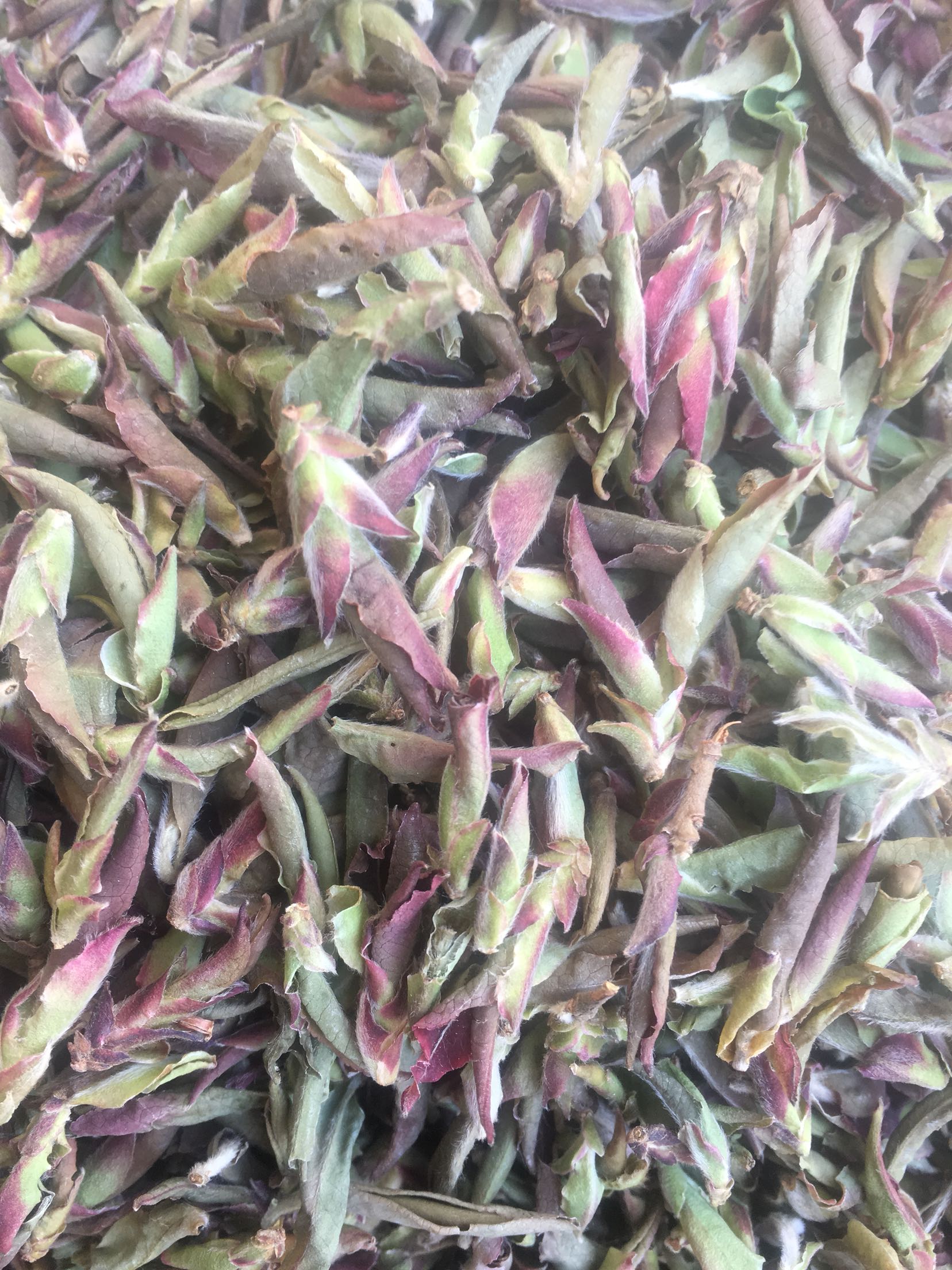 2021 Wild Ancient Tree Purple Bud Bud Tea Bud Bud Puer Tea Raw Tea Loose Tea Purple Bud Bud Tea 500g