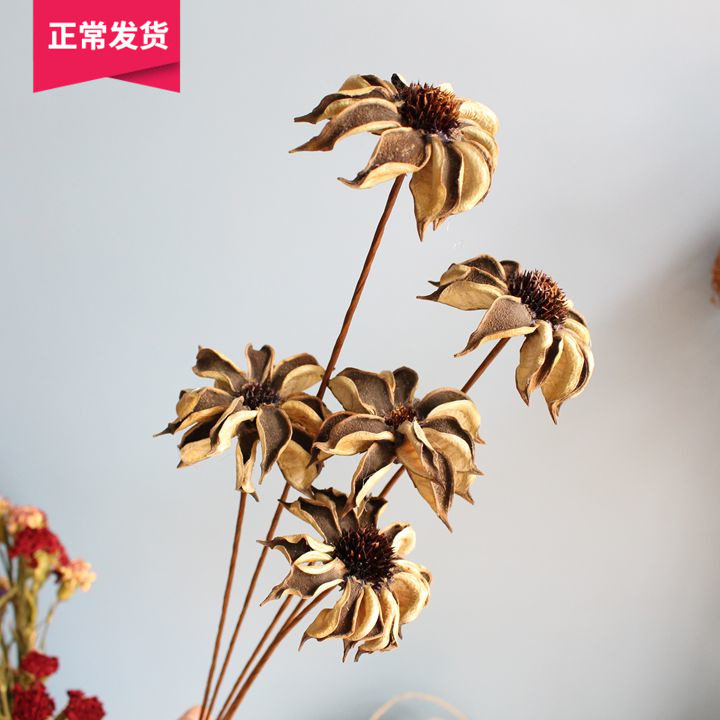 Leading Judai Home Decoration Flowers simulation imported natural plant dry flower dry fruit shell handmade