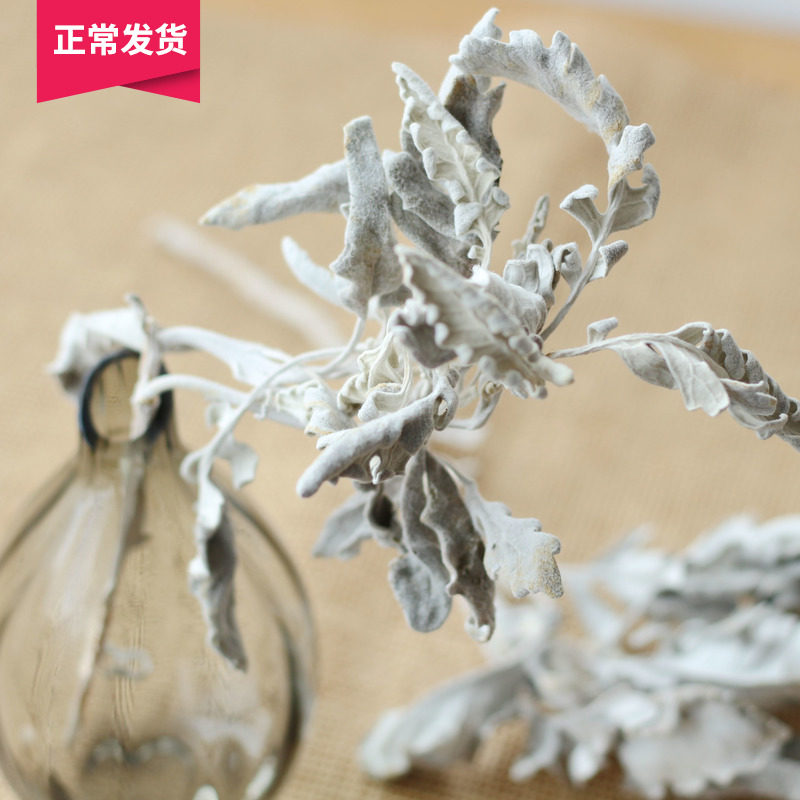 (Mountain Tree) Natural Imported Dry Flower Dry Foliage Home Residence Decoration Advanced Flower Arrangement Flowers DIY Silver Leaf