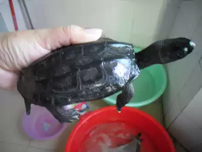 Fifteen years of breeding Ink tortoise Grass tortoise Male Live pet tortoise Carbon ink Tortoise Ink tortoise Outer pond tortoise