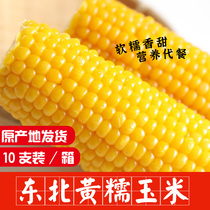 Northeast yellow glutinous corn cob vacuum non-GMO fresh corn sweet soft waxy 10 root 2021 new goods