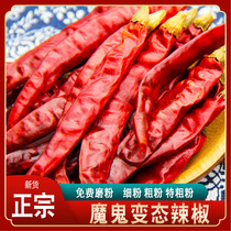Authentic Devil Pepper 50 gr Dry Hot Chili Hot Techuan Sichuan ultra spicy permalink Red Devil Horseradish
