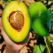 Big Mac Guangxi Baisha Avocado Avocado Avocado Pregnant Women Baby Food Complementary Food Freshly Picked Seasonal Fruit