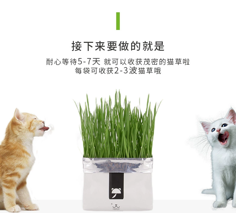 Hạt giống cỏ mèo catnip đồ ăn nhẹ cho mèo làm rụng lông hình cầu kem dưỡng tóc mèo cỏ thủy canh hạt giống bộ dụng cụ mèo cung cấp - Đồ ăn nhẹ cho mèo