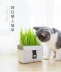 Hạt giống cỏ mèo catnip đồ ăn nhẹ cho mèo làm rụng lông hình cầu kem dưỡng tóc mèo cỏ thủy canh hạt giống bộ dụng cụ mèo cung cấp - Đồ ăn nhẹ cho mèo