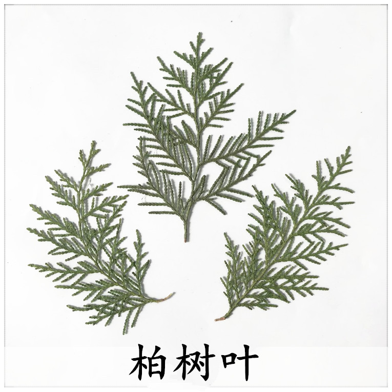 Cypress leaves detard flower drop glue dried flower plant teaching specimen DIY manual decals flower material embossing natural true flower