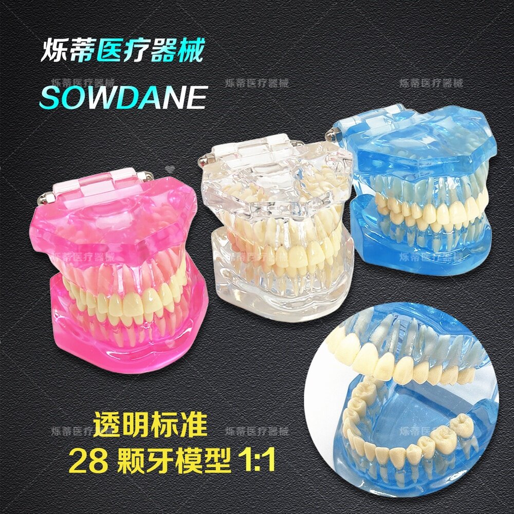 牙科牙模型透明1：1 28颗牙标准牙模沟通教学讲解展示模型齿科护
