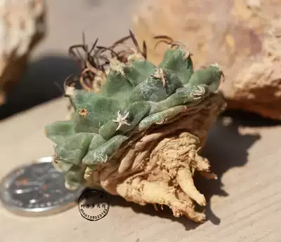 实生赤花娇丽turbinicarpus Alonsoi 4 3厘米仙人球217