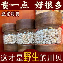 Sichuan fritillary Chinese herbal medicine wild songchuan bay hide fritillary powder Tibet straight hair full hut hug 50 gr loaded Sichuan begrain