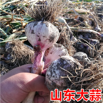 2022 New garlic farmhouse self-produced fresh garlic head Shandong garlic wet garlic purple leather garlic head non-dried garlic 250g