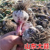 2020 New Garlic Farmers Self-produced Fresh Garlic Shandong Garlic Wet Garlic Purple Garlic Non-Dried Garlic 250g