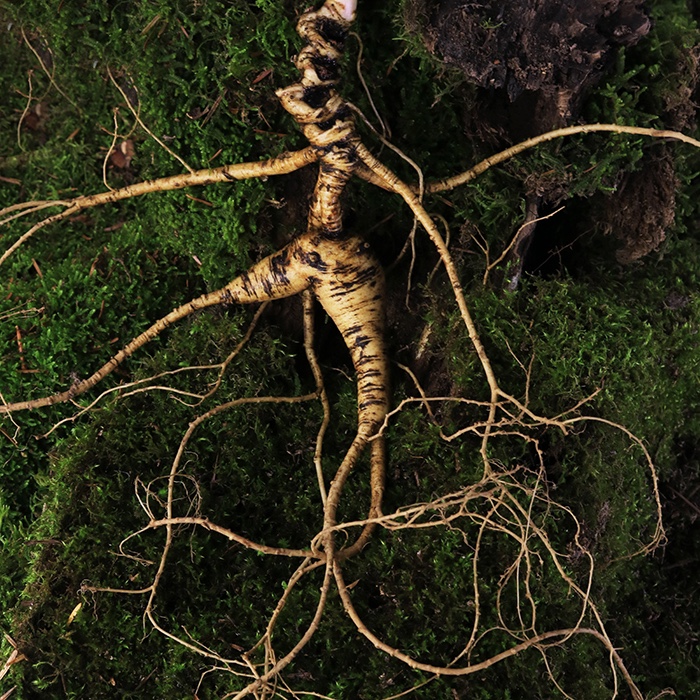 Fresh forest ginseng 35 years wild ginseng Northeast specialty old goods old forest brewing wine three ginseng Changbai Mountain