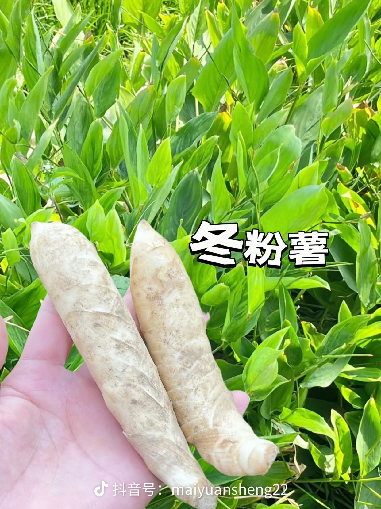 粤洋农产品