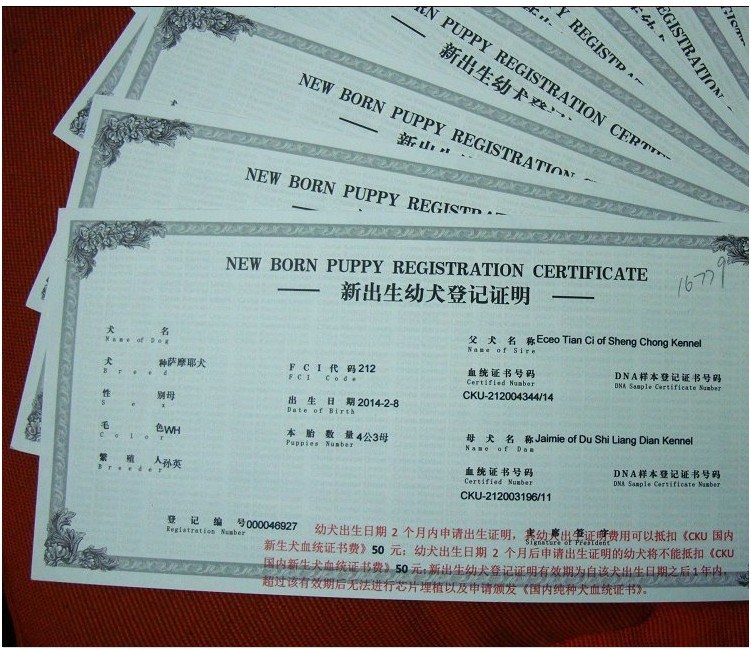 精品纯种比熊  包疫苗 包健康 包养活 欢迎实地挑选