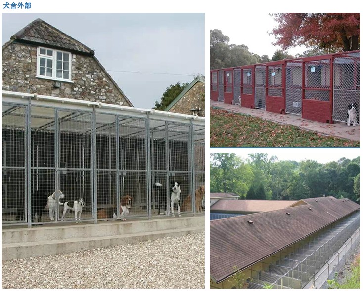 精品纯种比熊  包疫苗 包健康 包养活 欢迎实地挑选