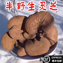 Pruned semi-wild red Ganoderma Lucidum Red Zhi Pure natural with spore powder Premium planting 500g a catty