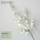 Feng Ya Dance Orchid-White