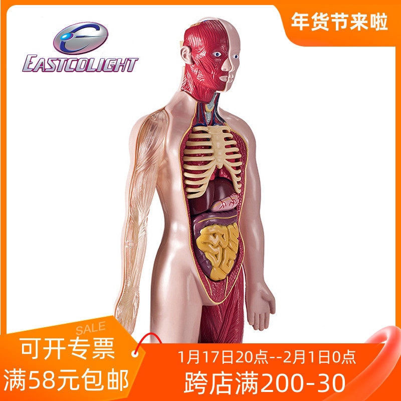 Hong Kong YiGao 29968 professional human body model suit children's human organ assembly bio-cognition-Taobao