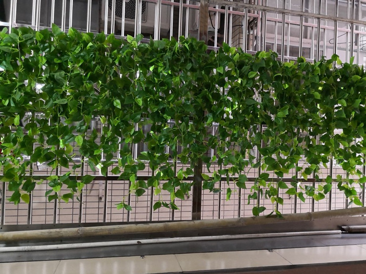 Cây mô phỏng giỏ hoa giả mây nhựa lá xanh lá cây củ cải xanh treo hoa lan trong nhà trang trí tường nho - Hoa nhân tạo / Cây / Trái cây Ý tưởng từ khóa