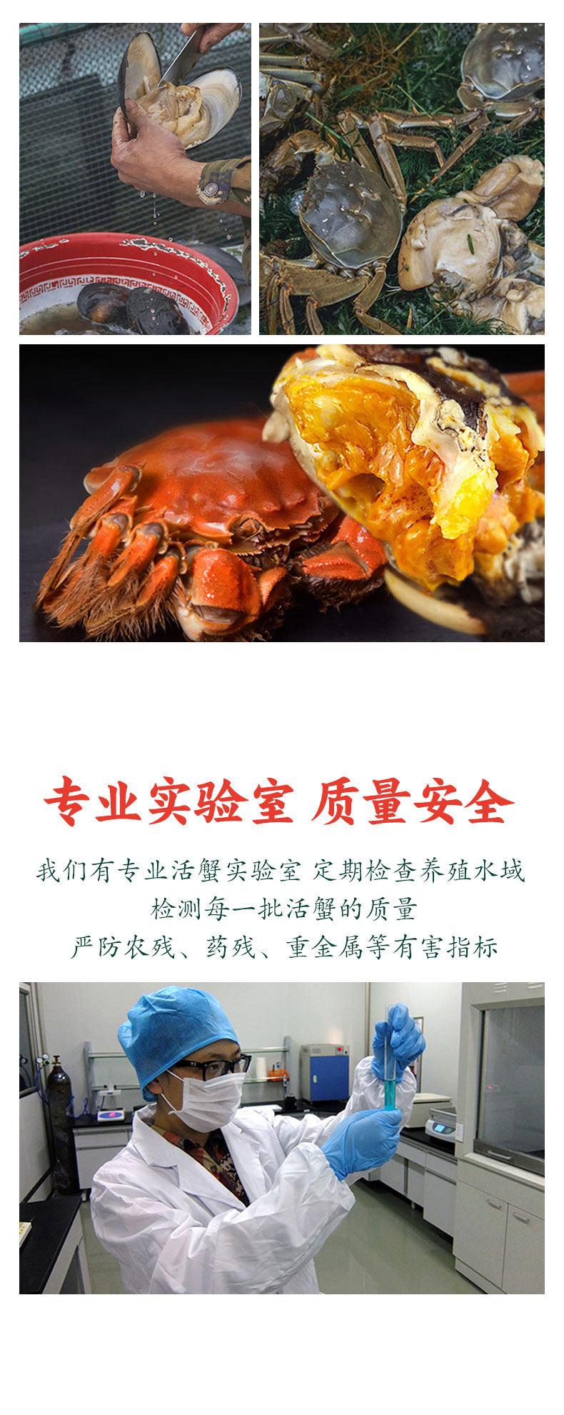 丰收蟹庄 B0级 鲜活大闸蟹公3.5两/母2.5两 8只活河蟹礼盒 图10