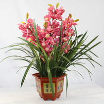 Simulation of Cymbidium leaves and orchid leaves flower arrangement with glue hand feel Leaves Plant feel can shape Cymbidium leaves false leaves