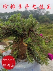 Бонсаи 宿根太阳花老桩重瓣老苗多年生牡丹玫红王老桩太阳花带根桃子花苞