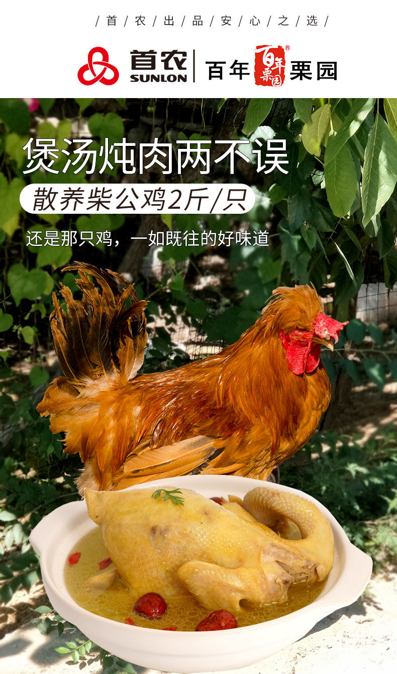 首农旗下 百年栗园 散养北京油公鸡 2斤/只 高营养肉质嫩 图1