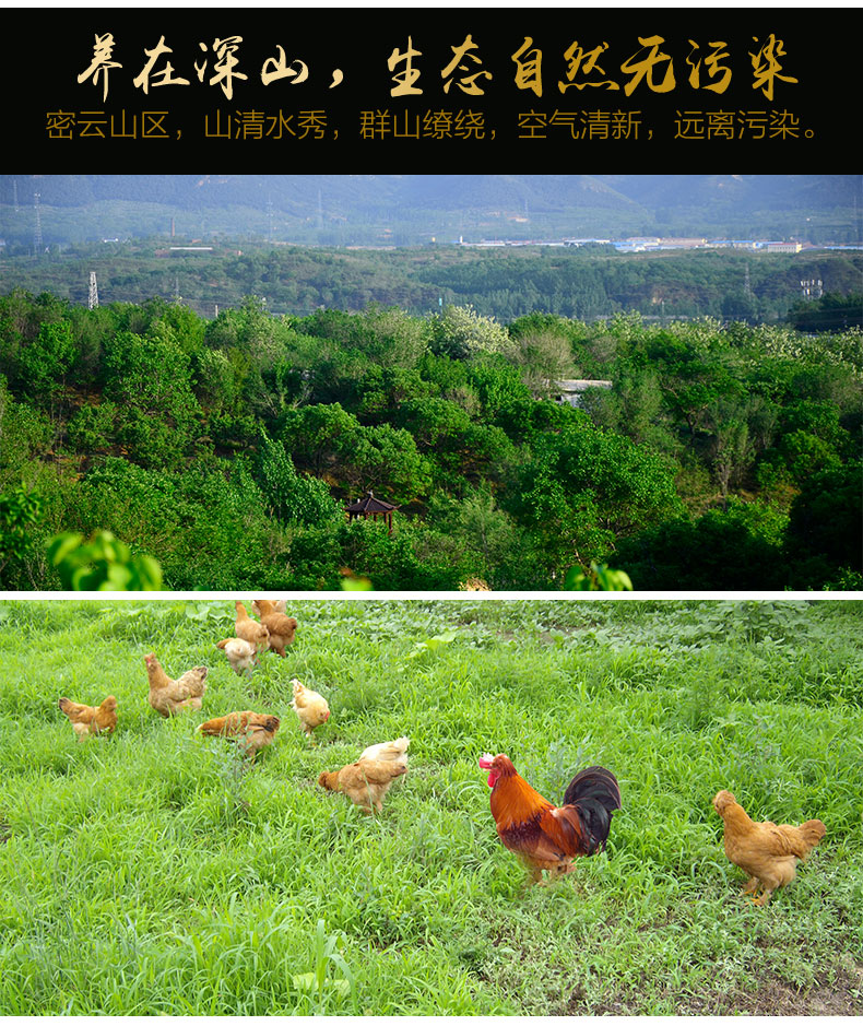 百年栗园 散养大公鸡 1.5kg 国家遗传资源保护品种 图6