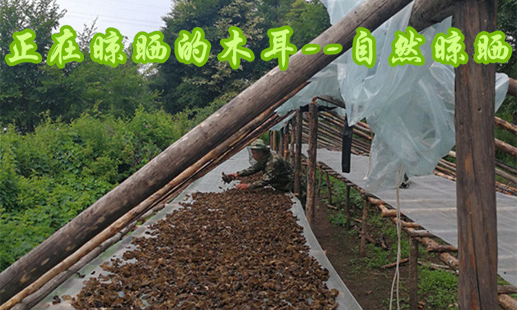 IMG_20170720_094913_P.