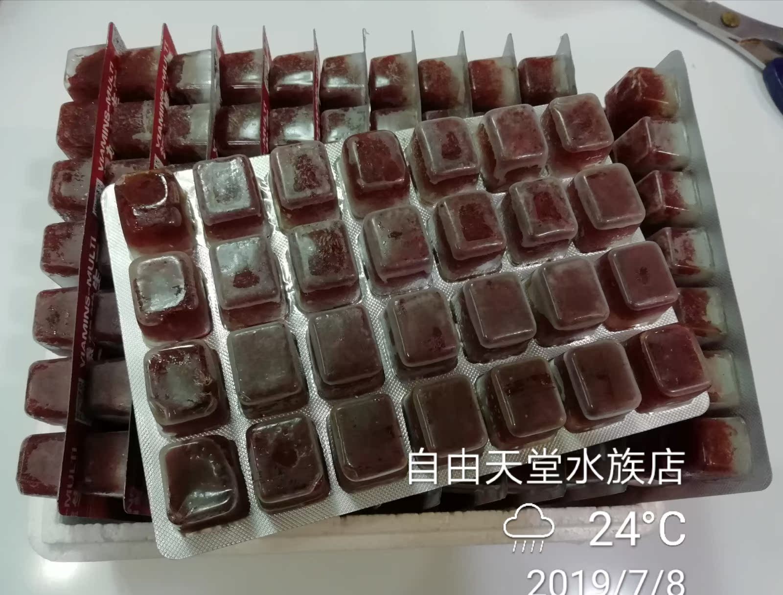 浪花uv冷凍紅蟲血蟲凍赤蟲紅線蟲紅血蟲金魚羅漢魚七彩魚食飼料