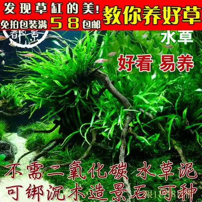 好養不用co2水草水下葉陰性水草大綠九冠紅旦青旦細葉鐵大葉鐵