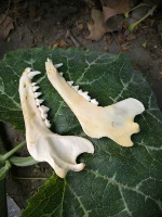 Лисий подбородок в сборе