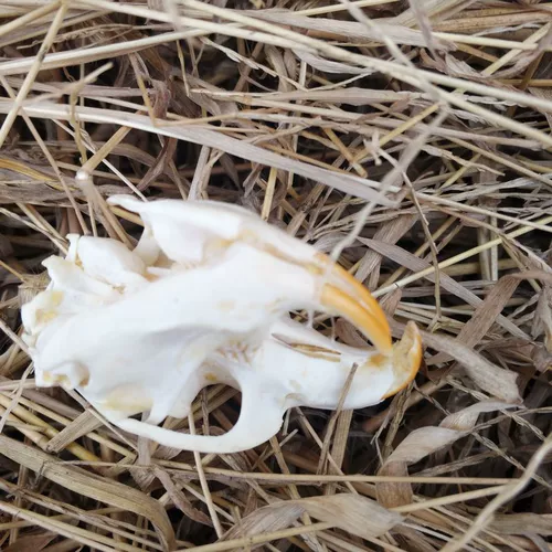 Образец животных мыши, чтобы сделать череп костных растений, мыши, мыши, бамбуковая крыса Домашняя ювелирные изделия Бесплатная доставка настоящая кость