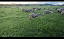 Prairie sheep anti-mating artifact bag breathable anti-ram climbing ewe belly bag sheep and horses