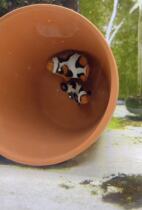 Anemone Nest Pacifier Nest Breeding Tank Boy Clown Aquarium Coral Tank lps sp Multipurpose