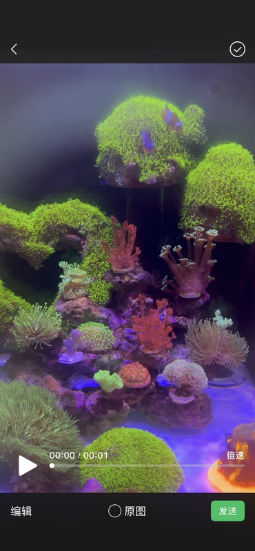 Super Fluorescent Soft Coral for Beginners, High Quality and Excellent Service, Complete Range of Products, Such as Mushroom-Shaped Micro-Porous Leather Coral Fragments, Etc