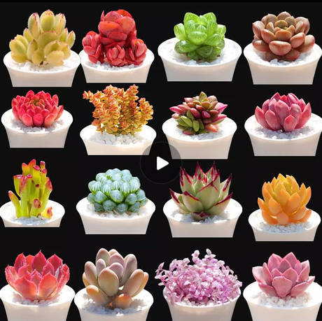 多肉植物盆栽组合多肉老桩玉露吉娃娃桃蛋花卉盆栽植物室内四季