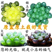 Succulents Special Jade dew Crystal Jade dew Ice lamp Jade dew Amber Jade dew Twelve volumes of jade dew